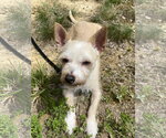 Small #3 Chihuahua-Parson Russell Terrier Mix