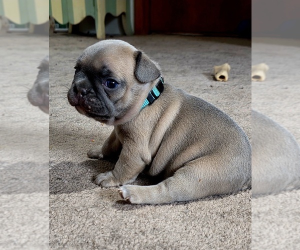 Medium Photo #1 French Bulldog Puppy For Sale in BLANCA, CO, USA