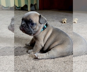French Bulldog Puppy for sale in BLANCA, CO, USA
