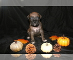 Small Photo #2 Boxer Puppy For Sale in ORLEANS, MI, USA