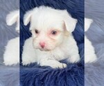 Small #4 Maltese