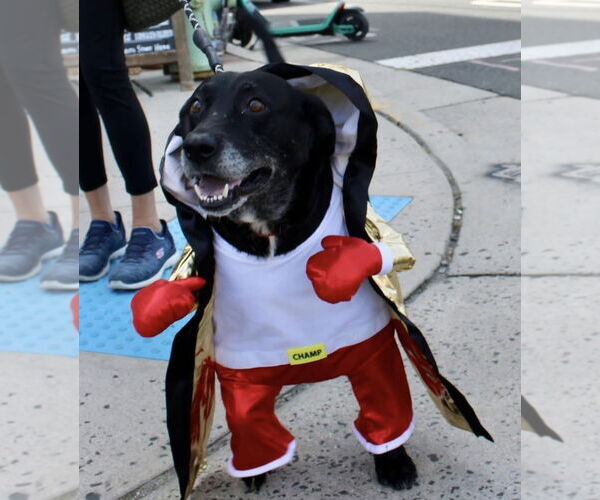Medium Photo #5 Labrador Retriever-Unknown Mix Puppy For Sale in Oakhurst, NJ, USA