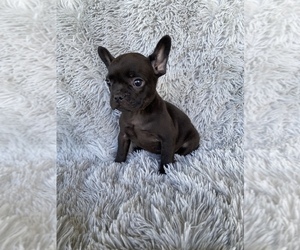 French Bulldog Puppy for sale in BEECH GROVE, IN, USA