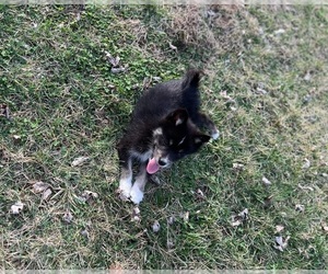 Pomsky Puppy for sale in EUGENE, MO, USA