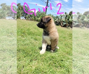 German Shepherd Dog-Siberian Husky Mix Puppy for sale in FONTANA, CA, USA