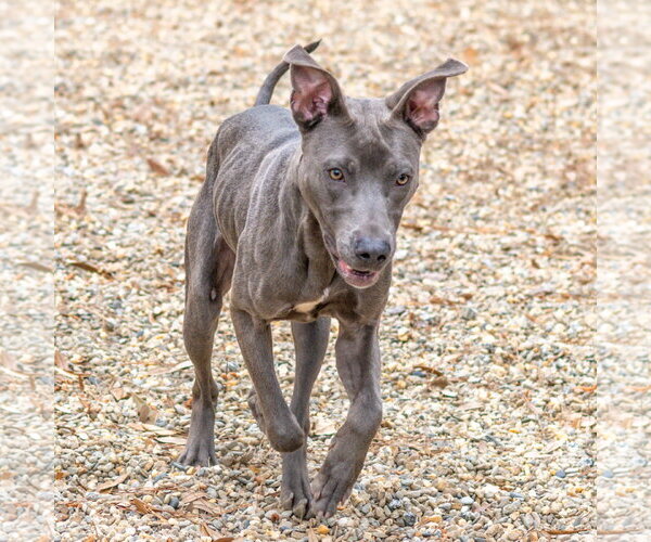 Medium Photo #5 Unknown-Weimaraner Mix Puppy For Sale in Hilton Head, SC, USA