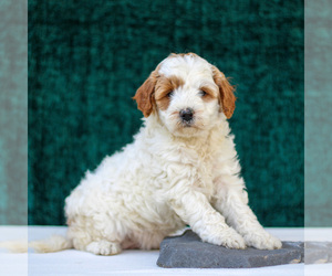 Goldendoodle-Poodle (Miniature) Mix Puppy for sale in LANCASTER, PA, USA