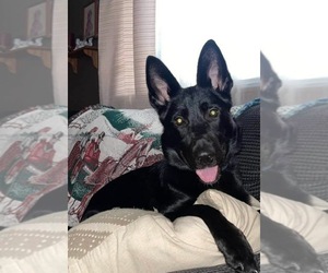 Mother of the German Shepherd Dog puppies born on 08/30/2025