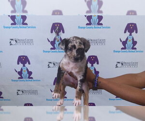 Australian Shepherd-Unknown Mix Dogs for adoption in Orlando, FL, USA