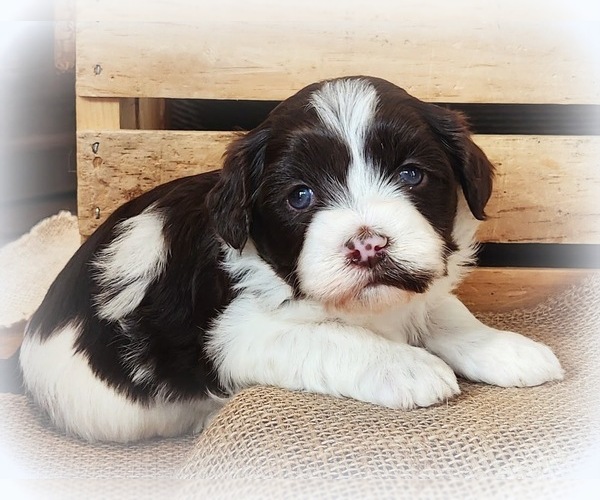 Medium Photo #1 Havanese Puppy For Sale in RAINIER, OR, USA