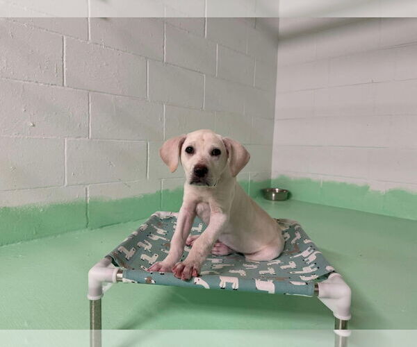 Medium Photo #10 Anatolian Shepherd-Labrador Retriever Mix Puppy For Sale in Higley, AZ, USA