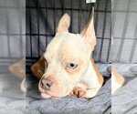 Small French Bulldog Mix