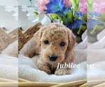 Small Photo #13 Goldendoodle (Miniature) Puppy For Sale in REED CITY, MI, USA