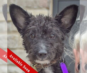 Mutt Dogs for adoption in Huntley, IL, USA
