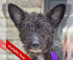 Small Mutt