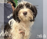 Small #2 Shih Tzu Mix