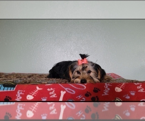 Medium Photo #4 Yorkshire Terrier Puppy For Sale in TUCSON, AZ, USA