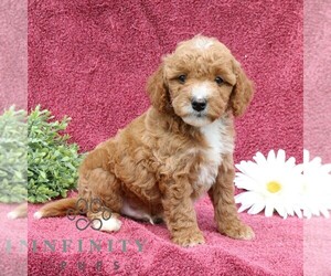 Goldendoodle (Miniature) Puppy for sale in EPHRATA, PA, USA