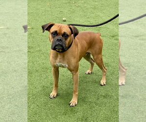 Boxer Dogs for adoption in Austin, TX, USA