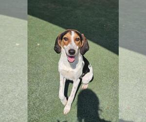 Mutt Dogs for adoption in Rockwall, TX, USA