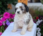 Small Photo #34 Maltipoo (Toy) Puppy For Sale in GOSHEN, IN, USA