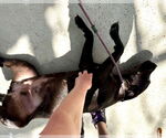 Small #1 Labrador Retriever Mix