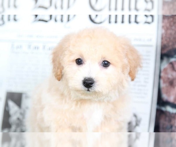 Medium Photo #2 Poochon Puppy For Sale in BEL AIR, MD, USA
