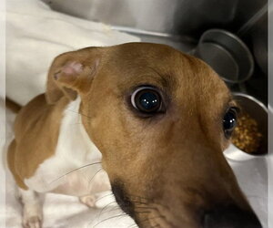 Carolina Dog-Unknown Mix Dogs for adoption in Tavares, FL, USA