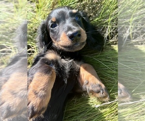 Dachshund Puppy for Sale in ROWLEY, Massachusetts USA