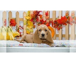 Basset Hound Puppy for Sale in CLARE, Michigan USA