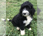 Small Photo #23 Bernedoodle Puppy For Sale in BOWLING GREEN, KY, USA