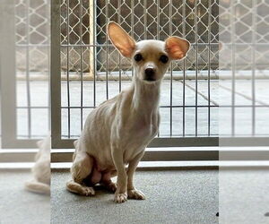 Chihuahua-Unknown Mix Dogs for adoption in Downey, CA, USA