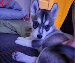 Small Photo #4 Siberian Husky Puppy For Sale in CINCINNATI, OH, USA