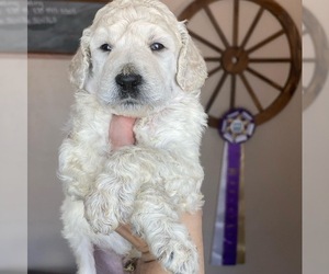 Poodle (Standard) Puppy for sale in MOSES LAKE, WA, USA