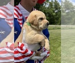 Small #1 Labrador Retriever