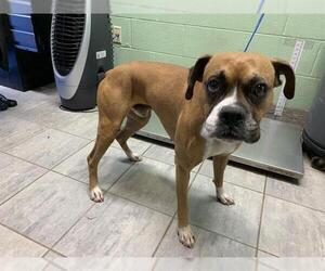 Boxer-Unknown Mix Dogs for adoption in Grand Prairie, TX, USA