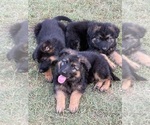 Small #2 German Shepherd Dog