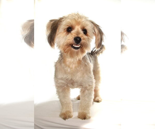 Medium Photo #4 Poodle (Miniature)-Unknown Mix Puppy For Sale in Oakland Park, FL, USA