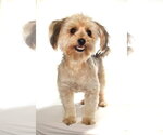 Small #3 Poodle (Miniature) Mix