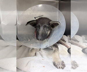 German Shepherd Dog-Unknown Mix Dogs for adoption in Riverside, CA, USA