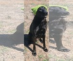 Small #1 Mutt