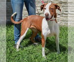 Small #3 American Staffordshire Terrier-Vizsla Mix