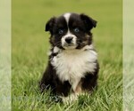 Image preview for Ad Listing. Nickname: Tanner