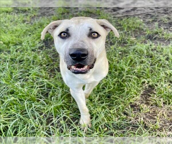 Medium Photo #2 Labrador Retriever-Unknown Mix Puppy For Sale in Conroe, TX, USA