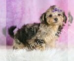 Small #3 Yorkipoo