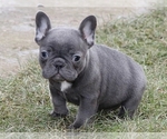 Small Photo #4 French Bulldog Puppy For Sale in SILVER SPRING, MD, USA