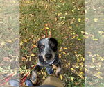 Small #1 Mutt