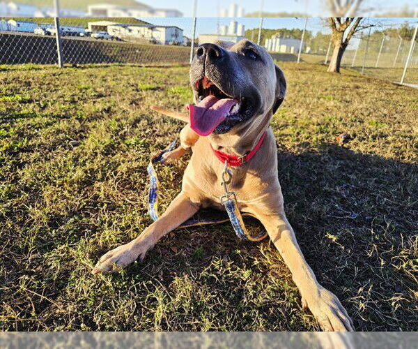 Medium Photo #1 American Pit Bull Terrier Puppy For Sale in Ocala, FL, USA