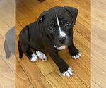 Small #2 American Pit Bull Terrier Mix