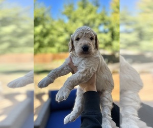 Goldendoodle Puppy for sale in LEES SUMMIT, MO, USA